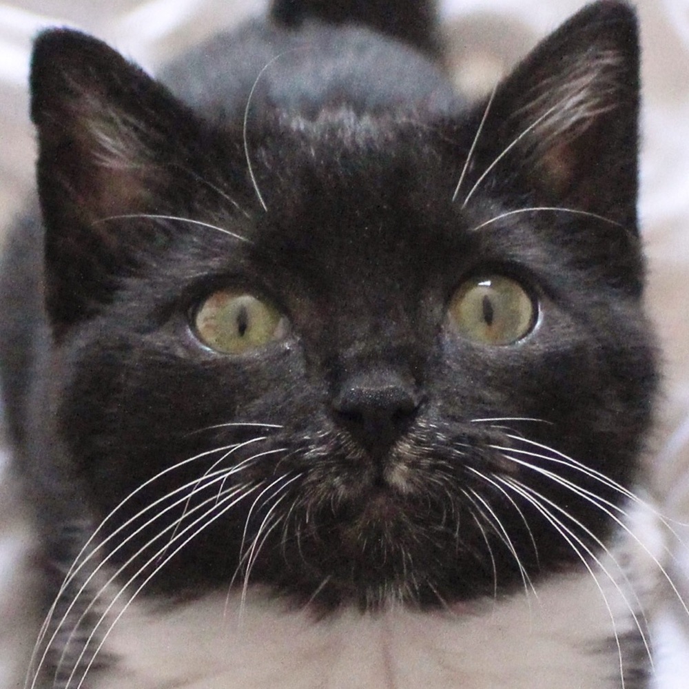 Meet your Posher, Kevin